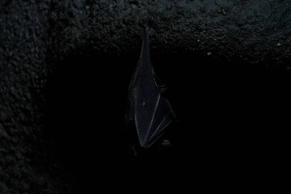 Bat hanging from ceiling inside a cave — Stock Photo, Image