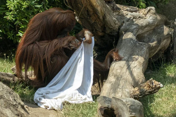 Zooo mono orang utan mono jugando fantasma con sábana — Foto de Stock