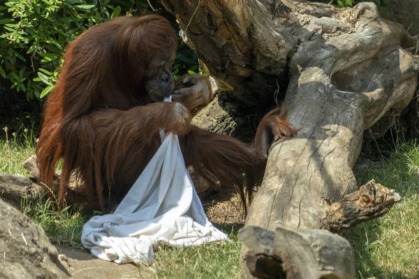 Zooo monkey orang utan ape playing ghost with bed sheet — Stock Photo, Image