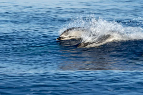 深い青い海にジャンプしながら、縞模様のイルカ — ストック写真