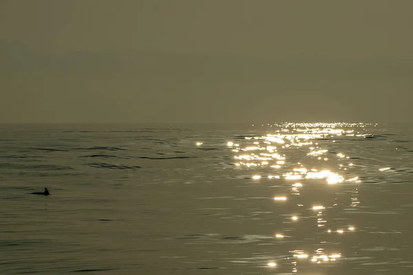 Golfinho enquanto saltava no mar ao pôr-do-sol — Fotografia de Stock