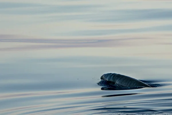 Neugeborenes Kalb seltener Gänseschnabelwal-Delfin ziphius cavirostris — Stockfoto