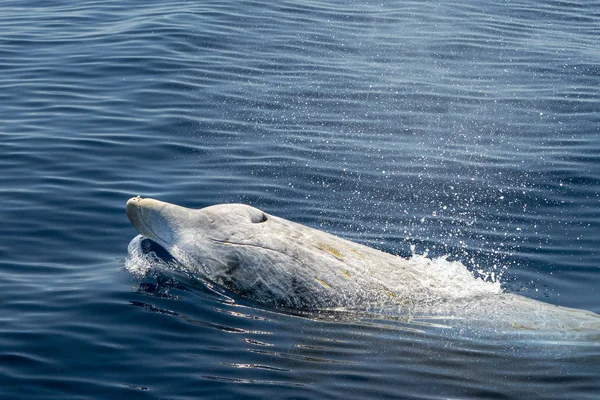 Gansos raros brancos Golfinho de baleia com bicos Ziphius cavirostris — Fotografia de Stock