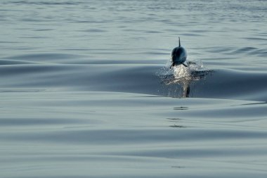 Çizgili yunuslar derin mavi denizde atlarken