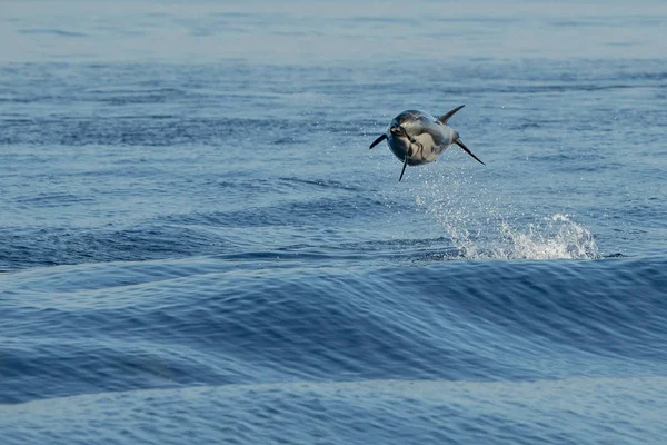 Golfinhos listrados enquanto saltam no mar azul profundo — Fotografia de Stock