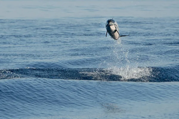 Csíkos delfinek Ugrás a mélykék tenger — Stock Fotó