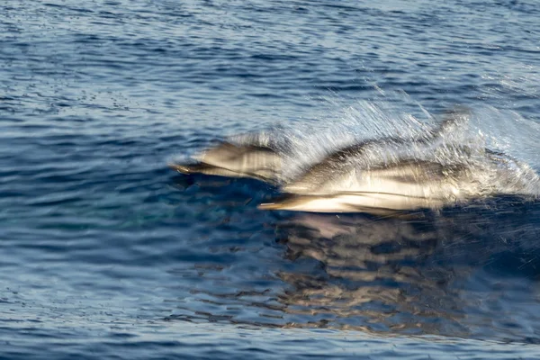 Striped Dolphins while jumping in the deep blue sea — Stock Photo, Image