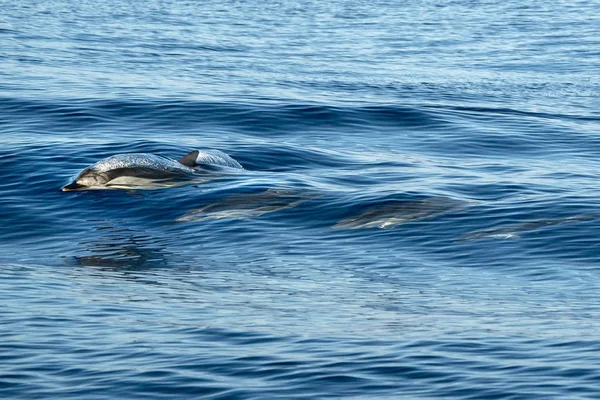 Randiga delfiner medan du hoppar i det djupblå havet — Stockfoto