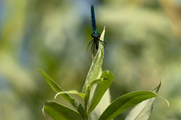 Голубая стрекоза макрос крупным планом — стоковое фото