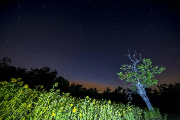 Campo de girassol na noite de estrela — Fotografia de Stock