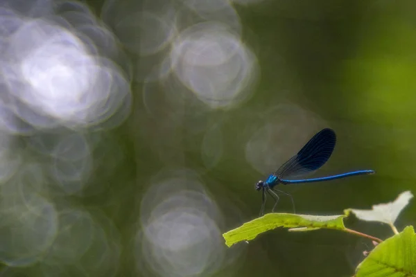 Mavi Dragonfly makro yakın çekim — Stok fotoğraf