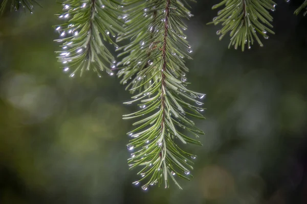 Sabah ıslak çam iğne yeşil bokeh izole — Stok fotoğraf