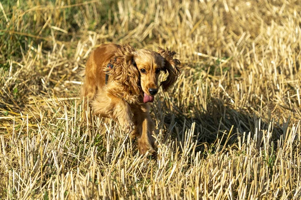 Szczęśliwy szczeniak pies Cocker spaniel w zielonej trawie — Zdjęcie stockowe
