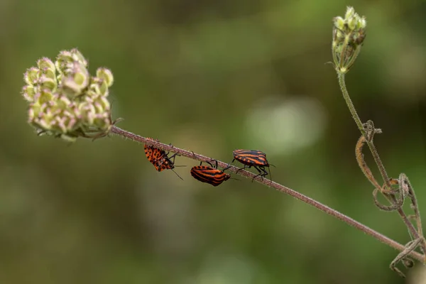 Röd skalbaggar på en blomma — Stockfoto