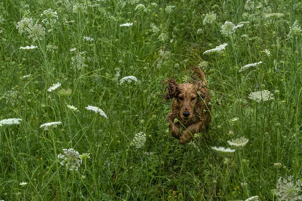 Szczęśliwy szczeniak pies Cocker spaniel w zielonej trawie — Zdjęcie stockowe