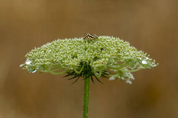 Cricket auf einer Blume Makro — Stockfoto