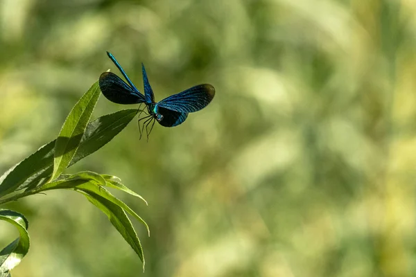 Asas abertas azul libélula macro — Fotografia de Stock