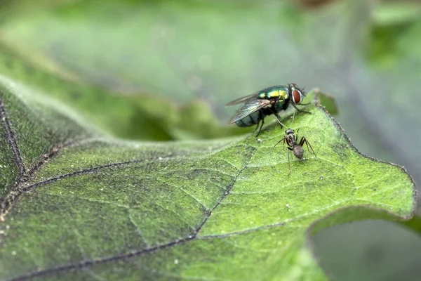 Mrówka podczas ataku na zielone Fly makro na liściu — Zdjęcie stockowe