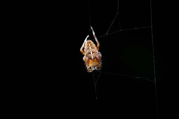 Spider while laying web on black background — Stock Photo, Image