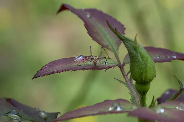 Cricket on a flower macro — Stock Photo, Image