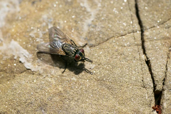 Fliege Makro auf einem Felsen — Stockfoto