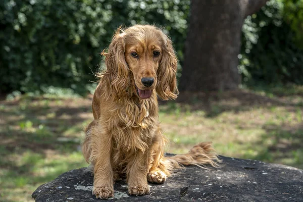 子犬犬コッカー ・ スパニエルの肖像画を見て — ストック写真