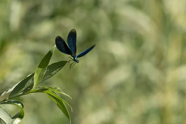 Asas abertas azul libélula macro — Fotografia de Stock