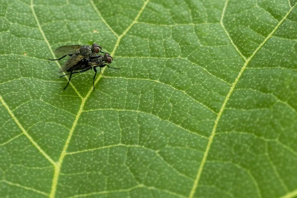 Fly isolated green leaf — Stock Photo, Image