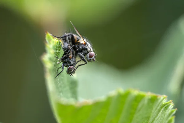 Pareja de mosca apareamiento en hoja verde — Foto de Stock