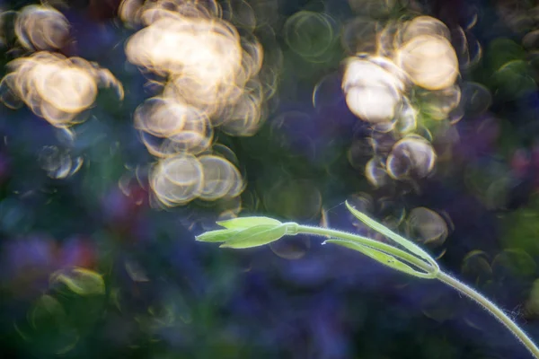 Graine coque gousse plante sur bulle bokeh fond — Photo