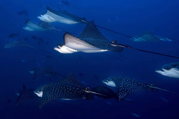 Eagle ray manta enquanto mergulha nas Maldivas — Fotografia de Stock