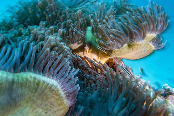 Twist move effect Clown fish inside red anemone in Malduve — Stock Photo, Image