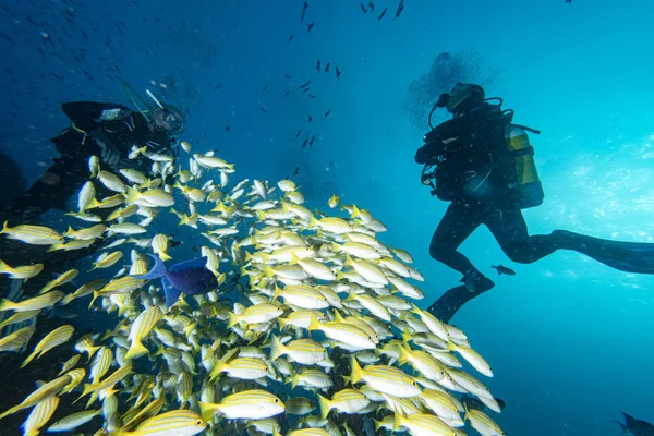 Snapper amarelo Lutjanidae enquanto mergulha maldivas — Fotografia de Stock