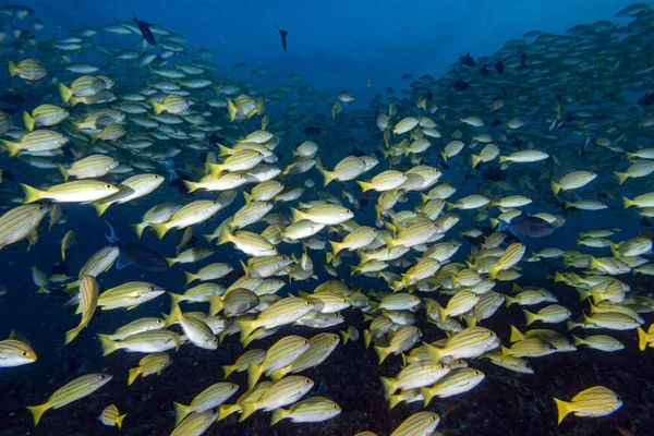 Yellow Snapper Lutjanidae while diving maldives — Stock Photo, Image