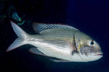 snapper balık izole dalış maldivler