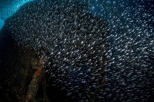 Внутри Стеклянная рыба гигантский мяч приманки — стоковое фото