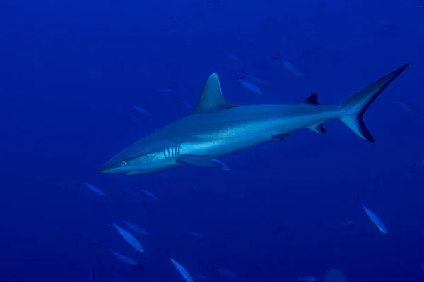 Tiburón gris listo para atacar bajo el agua — Foto de Stock