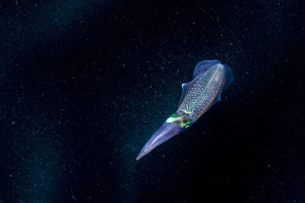 Ночью каракатица-кальмар под водой — стоковое фото