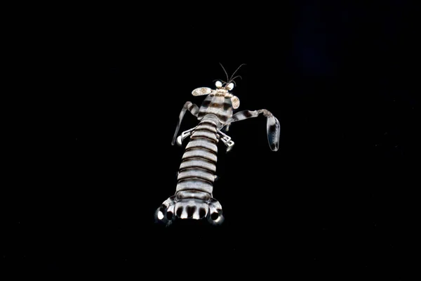 Deniz yüzeyinde squiilla deniz cicada küçük ıstakoz — Stok fotoğraf