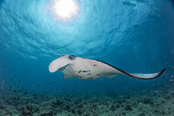 Manta pod wodą w tle błękitnego oceanu — Zdjęcie stockowe