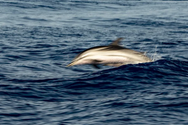 Randiga delfiner medan du hoppar i det djupblå havet — Stockfoto