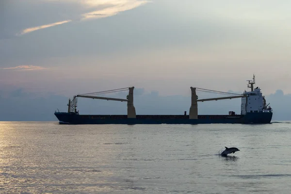 Striped dolphin jumpin at sunset in front of tanker ship — Stock Photo, Image