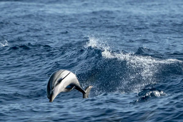 深い青い海にジャンプしながら、縞模様のイルカ — ストック写真