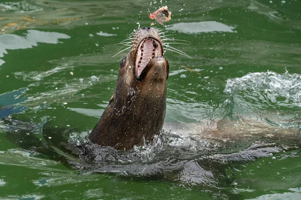 Морской лев во время еды рыбы — стоковое фото