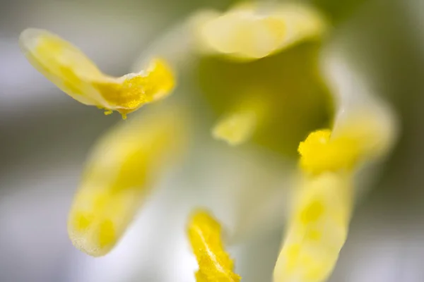 Flower pistil ultra macro close up background texture — Stock Photo, Image