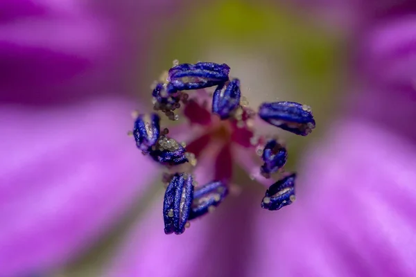 Flower pistil ultra macro close up background texture — Stock Photo, Image