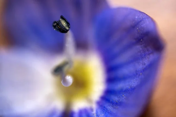 Flower pistil ultra macro close up background texture — Stock Photo, Image