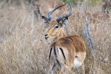 kruger park güney afrika impala