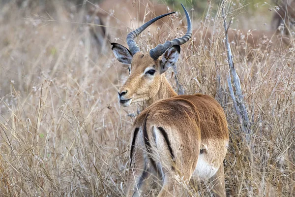 kruger park güney afrika impala