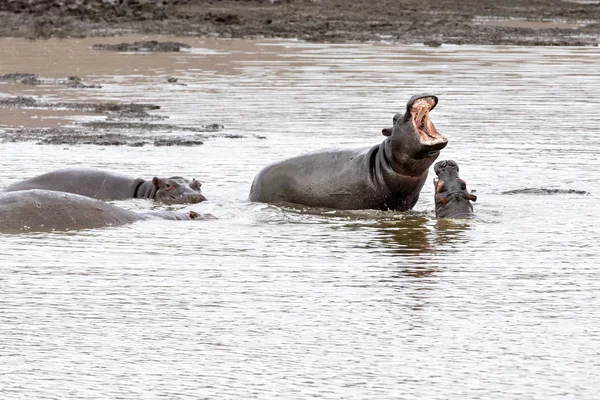 Hippos fighting in kruger park south africa — Stock Photo, Image